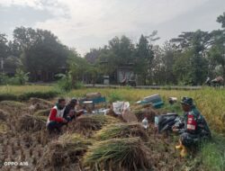 Penuh Semangat Babinsa Klego Dukung Ketahanan Pangan Wilayahnya